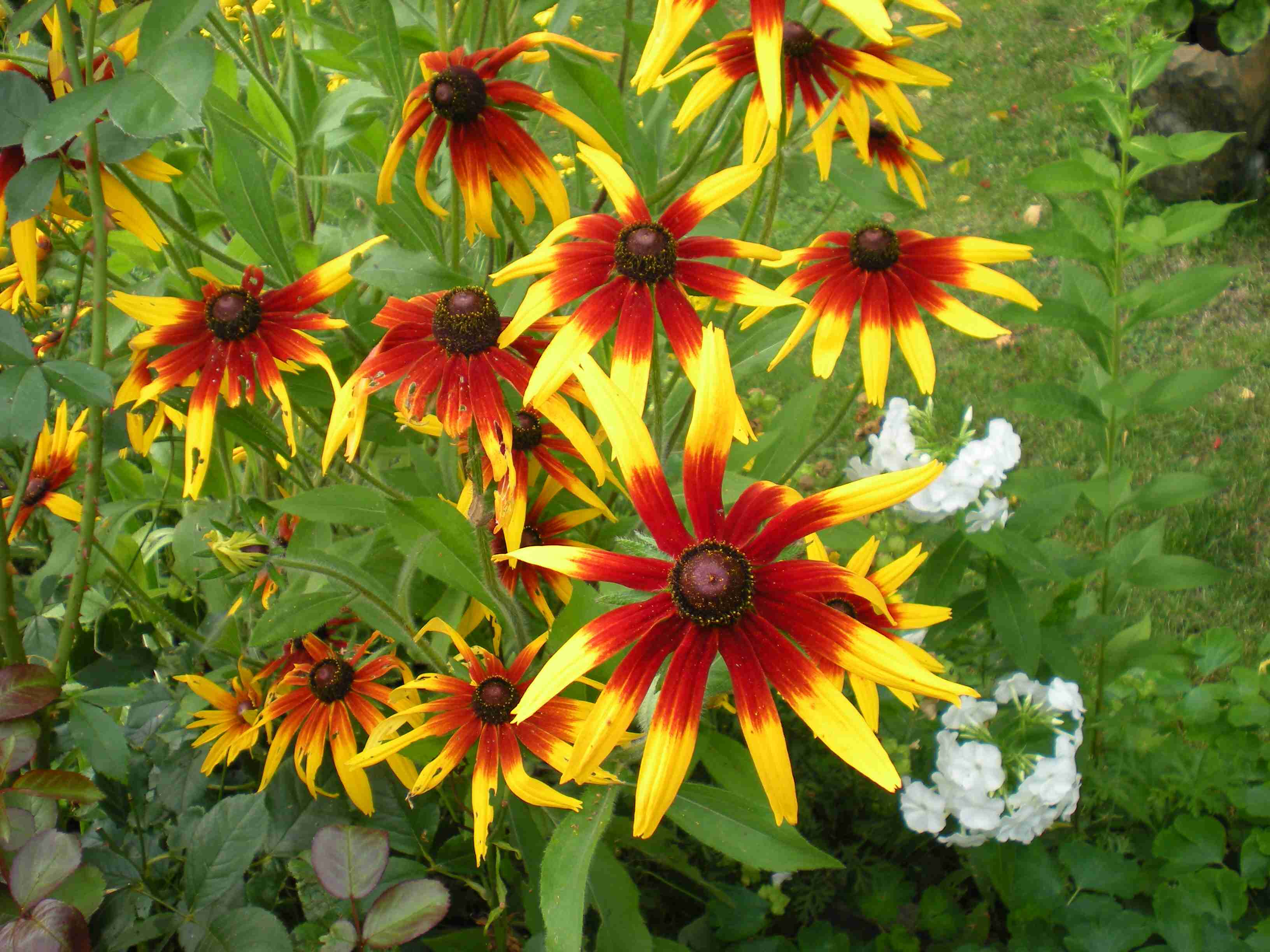 rudbekie-