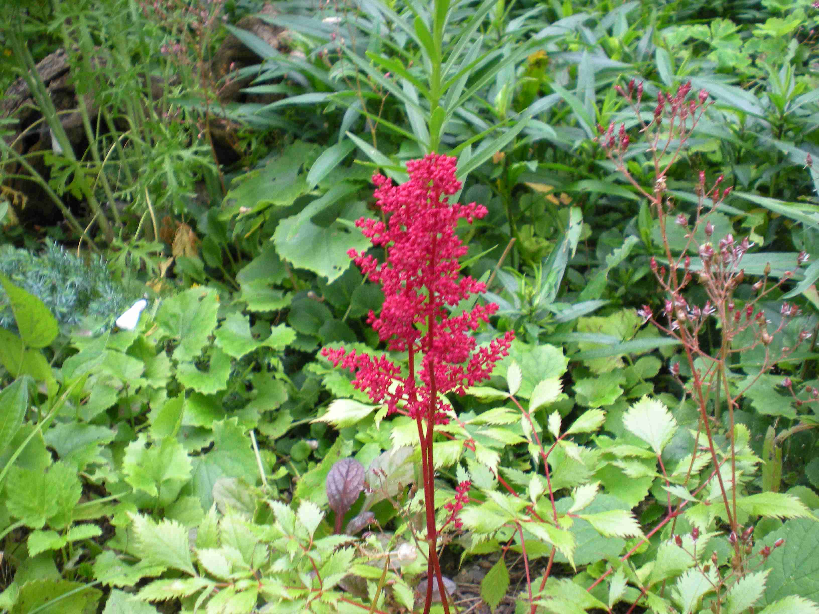 astilbe-cervena-