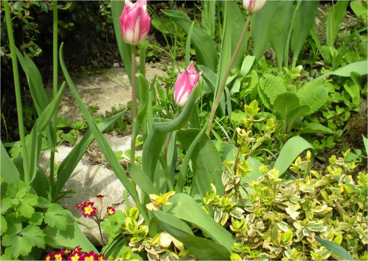 tulipan-