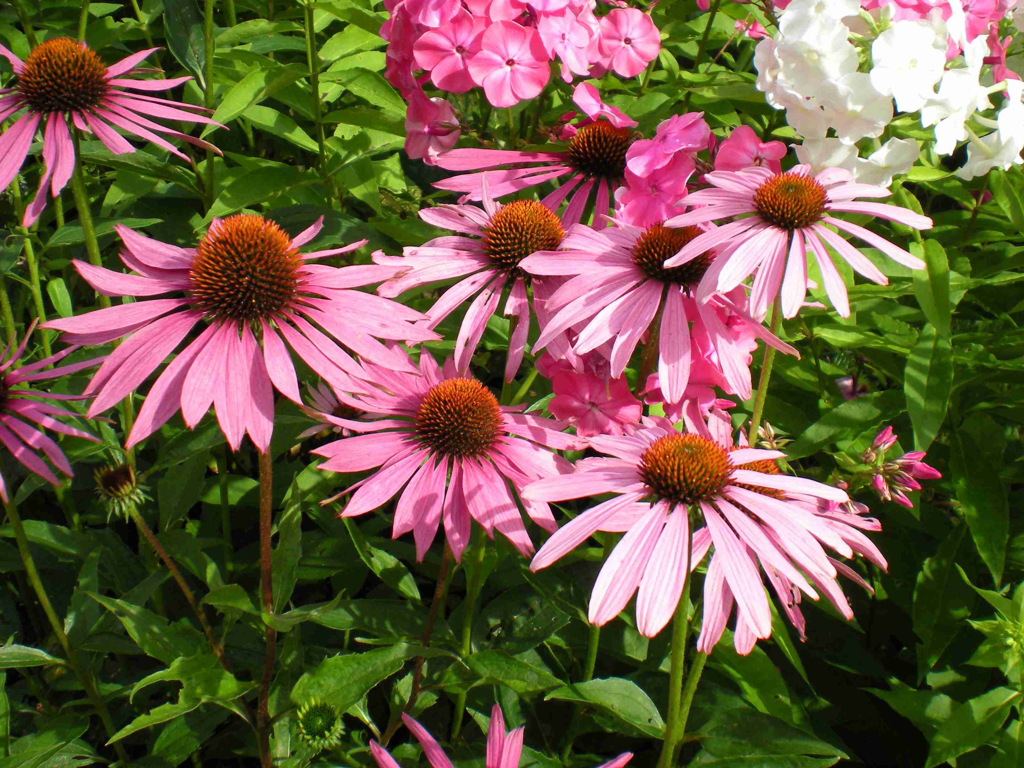 echinacea--