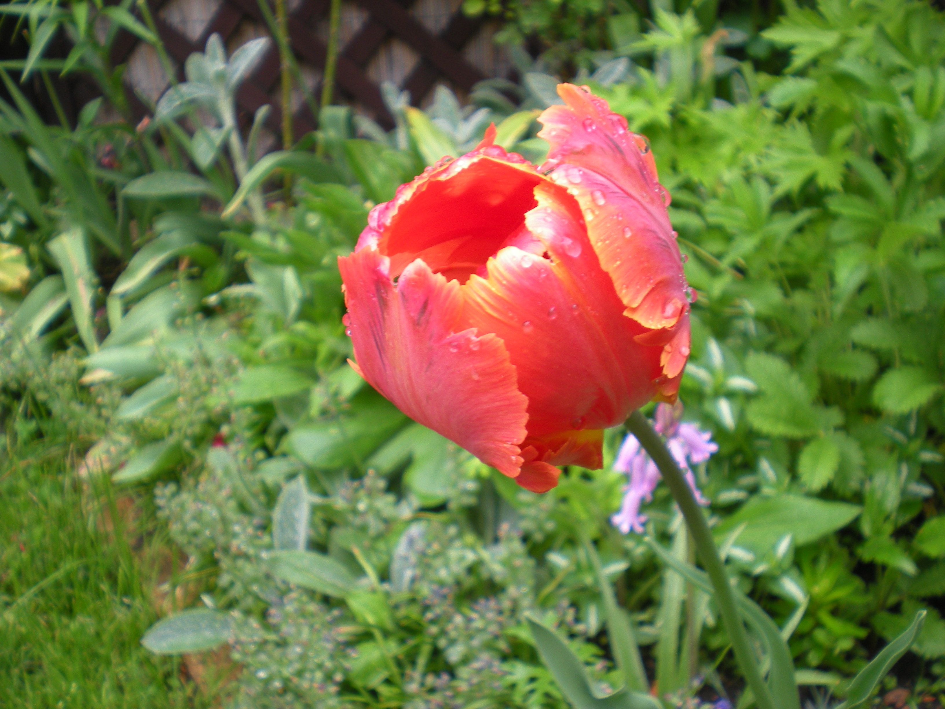 DSCN2929