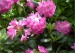 rododendron---ker-