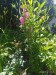 IMG_20250705_141332