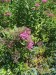 IMG_20250705_141846_1