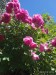 IMG_20250705_141656_1