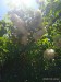 IMG_20250705_141615_1