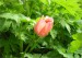 tulipan-4-