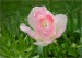 tulipan-plny-