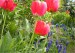 tulipan---modrenec-