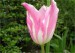 tulipan-6-