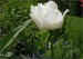 tulipan-5-