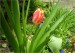 tulipan-2-