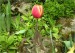 tulipan-1-