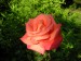 Růže od Darinky