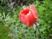 Tulipán červenooranžový